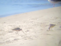 Limosa lapponica