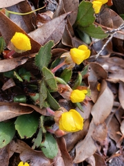 Hibbertia lasiopus