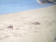 Limosa lapponica
