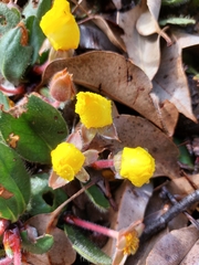 Hibbertia lasiopus