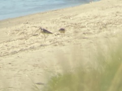Limosa lapponica