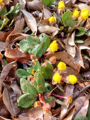 Hibbertia lasiopus