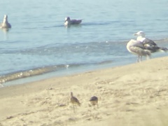 Limosa lapponica