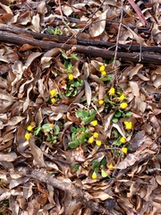 Hibbertia lasiopus