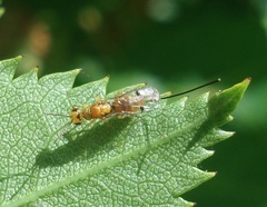 Megastigmus aculeatus