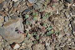 Veronica telephiifolia glareosa