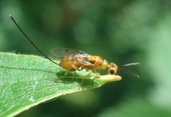 Megastigmus aculeatus