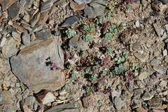 Veronica telephiifolia glareosa