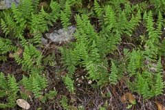 Myriopteris fendleri