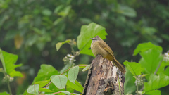 Pycnonotus flavescens