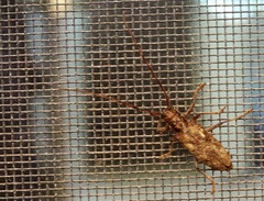 Monochamus carolinensis