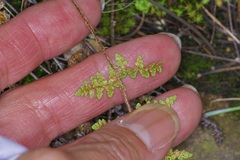 Myriopteris fendleri