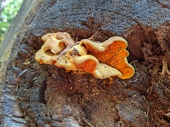 Pseudomerulius curtisii