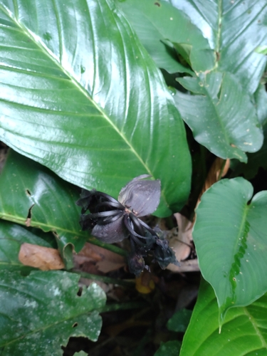 Image of Tacca chantrieri by (c) Utain Pummarin, some rights reserved (CC BY)