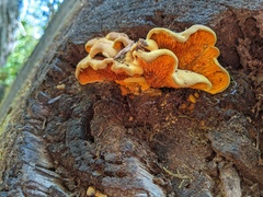 Pseudomerulius curtisii