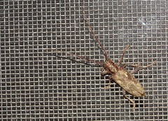 Monochamus carolinensis