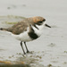 Two-banded Plover - Photo (c) greglasley, some rights reserved (CC BY-NC), uploaded by Greg Lasley