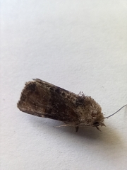Mesoligia furuncula