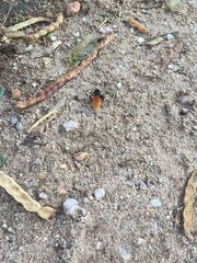 Dasymutilla magnifica