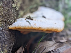 Piptoporus australiensis