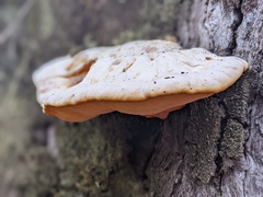 Piptoporus australiensis