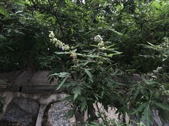 Vitex negundo heterophylla