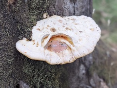 Piptoporus australiensis