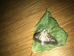 Cydalima perspectalis