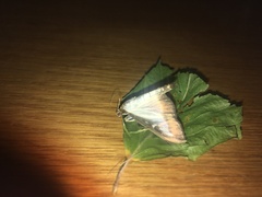 Cydalima perspectalis