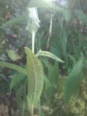 Centaurea triumfettii