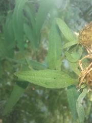 Centaurea triumfettii