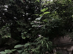 Vitex negundo heterophylla