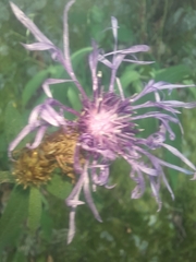 Centaurea triumfettii