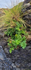 Anisotome lyallii
