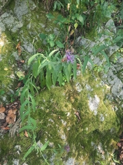 Centaurea triumfettii