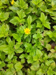 Sphagneticola trilobata