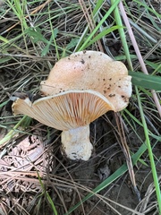 Lactarius deliciosus