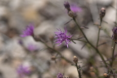 Centaurea glaberrima