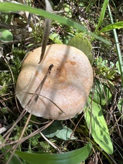 Lactarius deliciosus