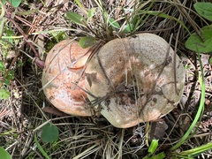 Lactarius deliciosus