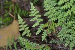 Myriopteris fendleri