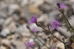 Centaurea glaberrima