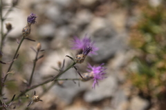 Centaurea glaberrima