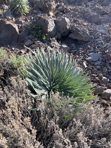 Echium perezii, photograph 1