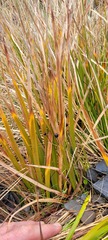 Libertia peregrinans