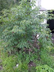 Sambucus sibirica