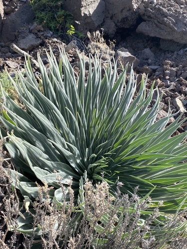 Echium perezii, photograph 2
