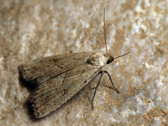 Hypenodes humidalis