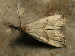 Hypenodes humidalis