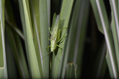 Pseudorhynchus crassiceps